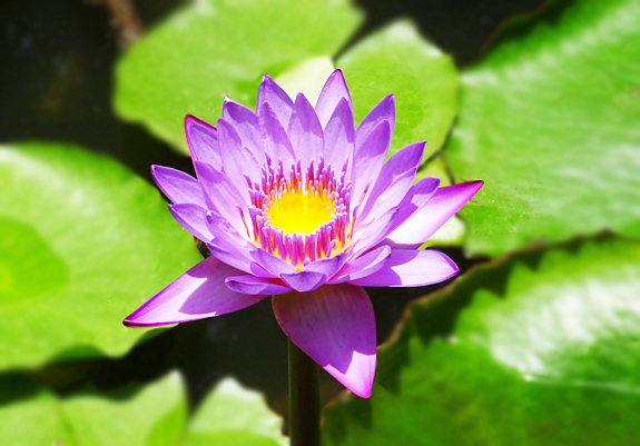 photo massage tantrique photo massage tantrique